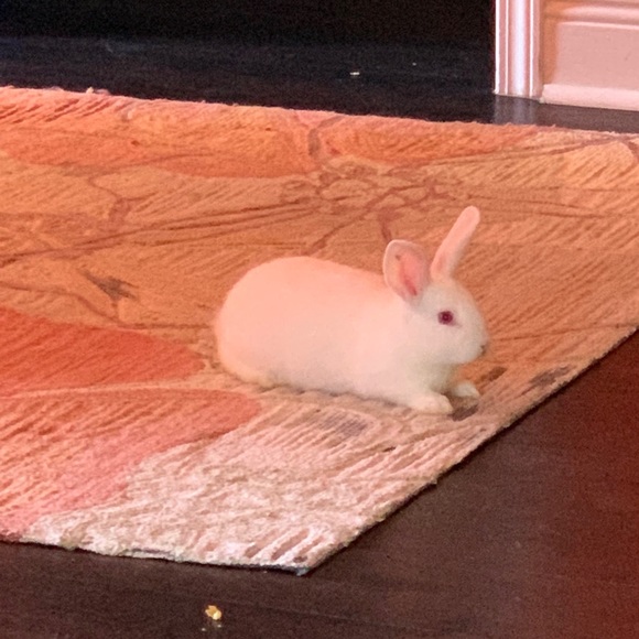 Meet your Posher, Megan - Picture 1 of 1